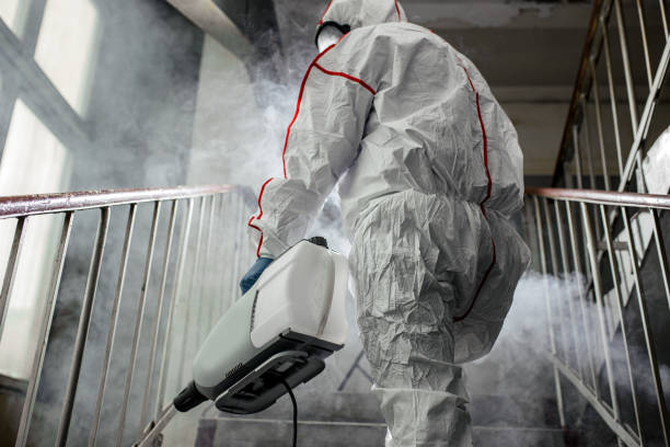 Best Basement Mold Removal  in Cortland, NY